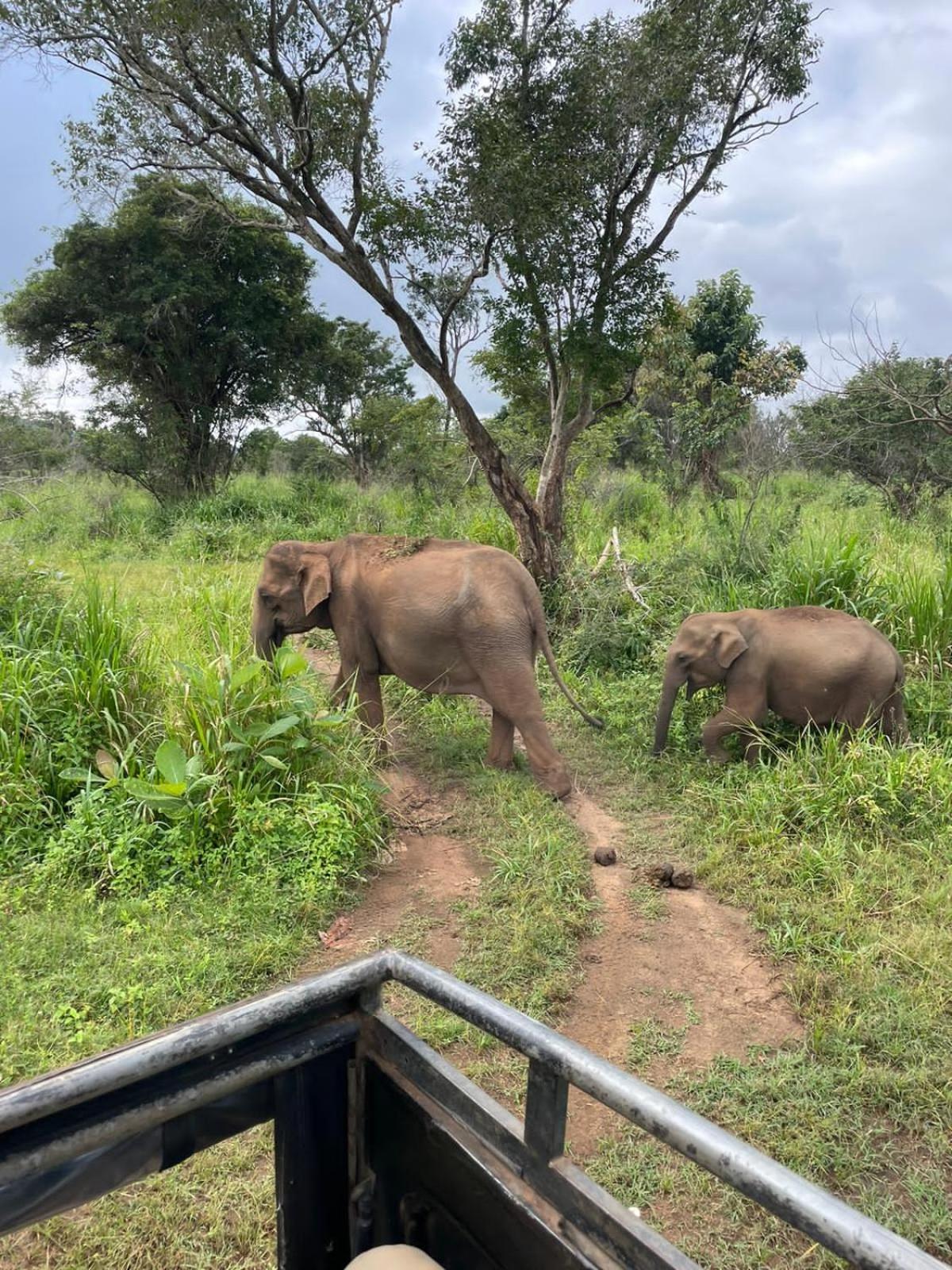 Elephant Safari Lodge Sigiriya Junction ハバラナ エクステリア 写真