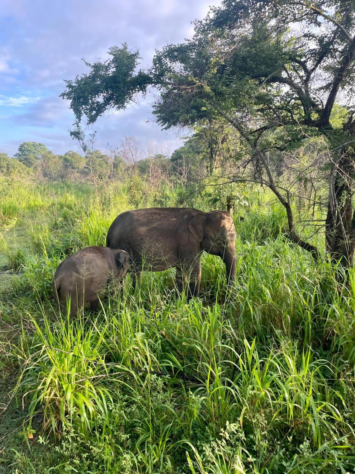 Elephant Safari Lodge Sigiriya Junction ハバラナ エクステリア 写真